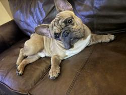 Lost Male Dog last seen Southwood , Killeen, TX 76549