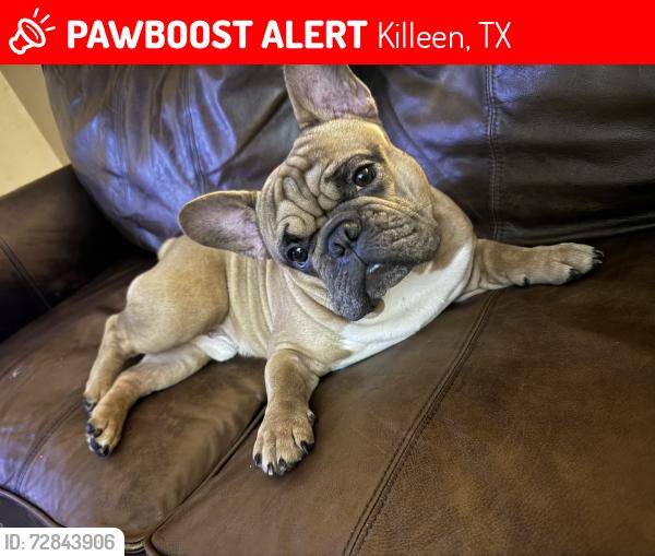Lost Male Dog last seen Southwood , Killeen, TX 76549