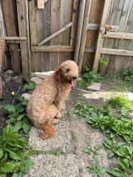 Reunited Unknown Dog last seen Pontiac , Fort Wayne, IN 46802