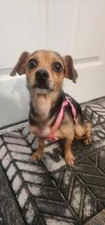 Found/Stray Male Dog last seen Bissonnet & Sugarland Howell, Houston, TX 77083