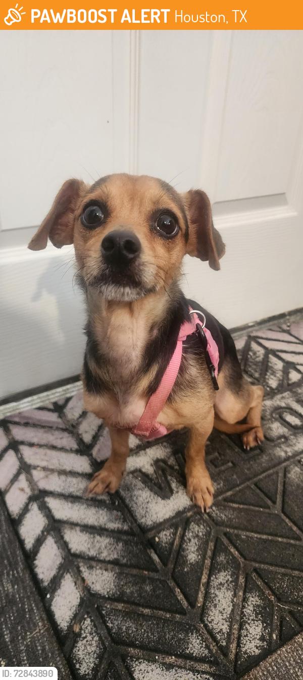 Found/Stray Male Dog last seen Bissonnet & Sugarland Howell, Houston, TX 77083