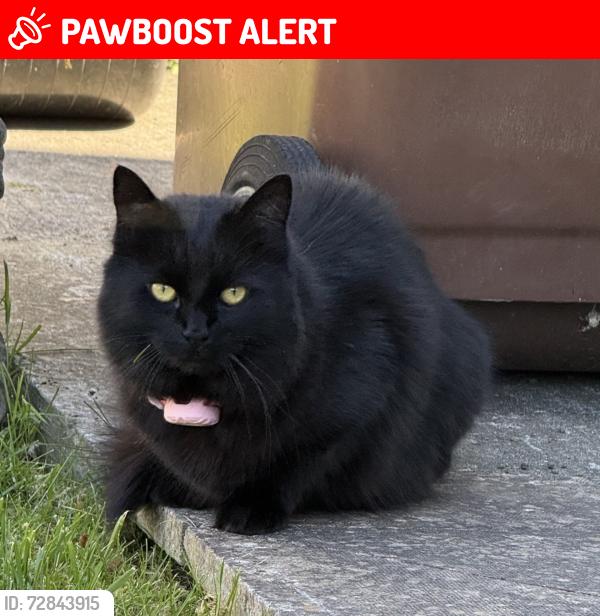 Lost Female Cat last seen Gypsyville, Kingston upon Hull, England HU4 6LZ