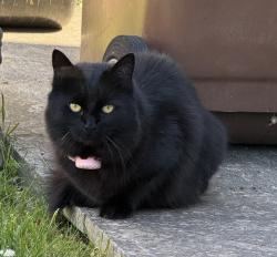 Lost Female Cat last seen Gypsyville, Kingston upon Hull, England HU4 6LZ