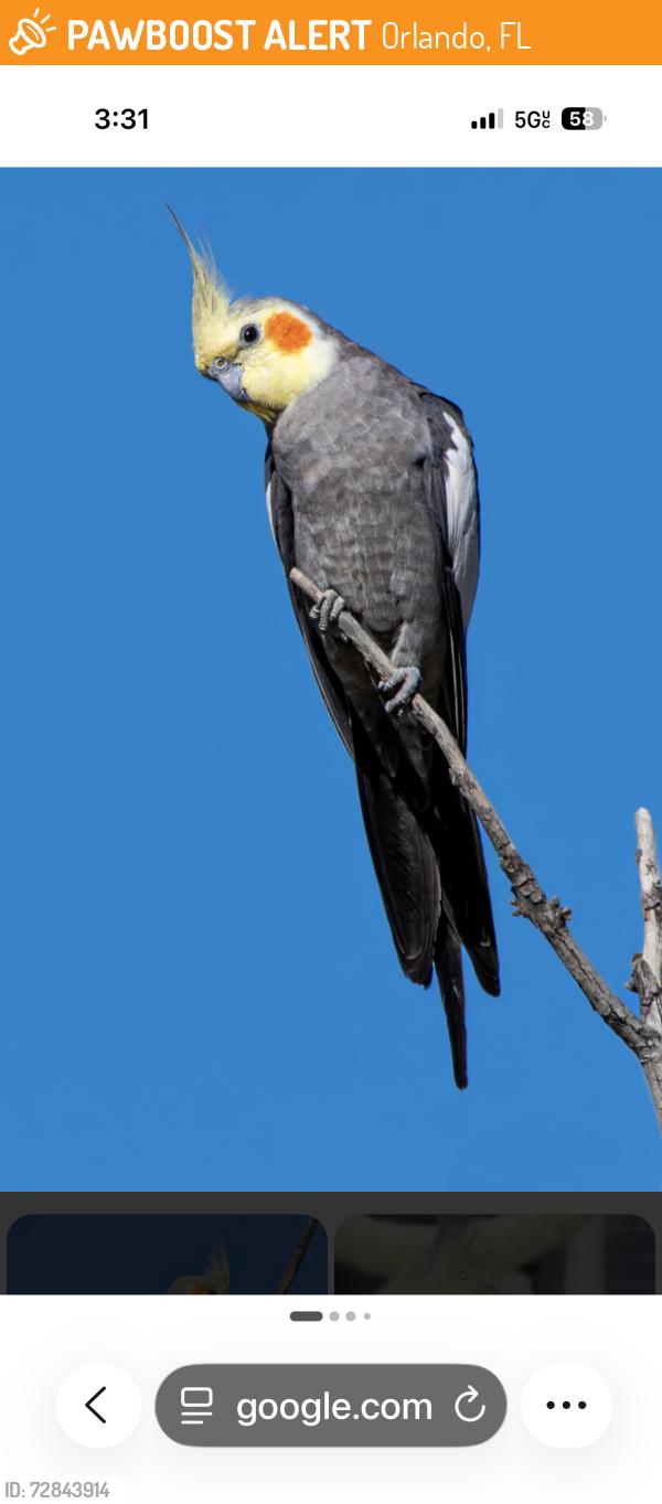 Found/Stray Unknown Bird last seen Near Islamorada Drive (Hunters Creek), Orlando, FL 32837