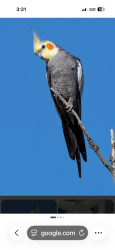 Found/Stray Unknown Bird last seen Near Islamorada Drive (Hunters Creek), Orlando, FL 32837