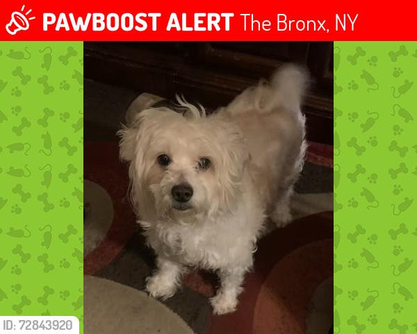 Lost Female Dog last seen Burke Avenue and Tenbroeck, The Bronx, NY 10469