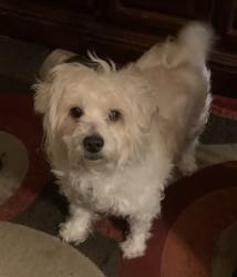 Lost Female Dog last seen Burke Avenue and Tenbroeck, The Bronx, NY 10469