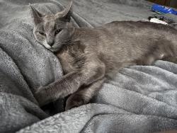 Lost Male Cat last seen Near silver bullet way, Murrieta, CA 92562