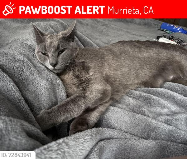 Lost Male Cat last seen Near silver bullet way, Murrieta, CA 92562