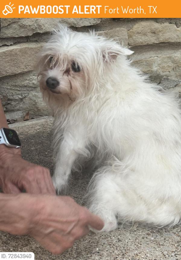 Found/Stray Female Dog last seen Sycamore school road, Fort Worth, TX 76133