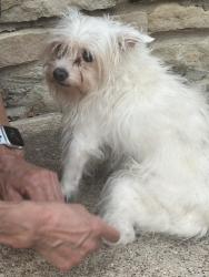 Found/Stray Female Dog last seen Sycamore school road, Fort Worth, TX 76133
