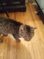 Lost Male Cat last seen Tonawanda st, Buffalo, NY 14207