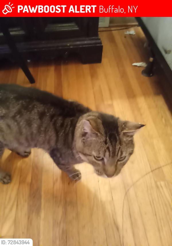 Lost Male Cat last seen Tonawanda st, Buffalo, NY 14207