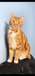 Lost Male Cat last seen N Southport Rd/ Regent Dr, Mundelein, IL 60060