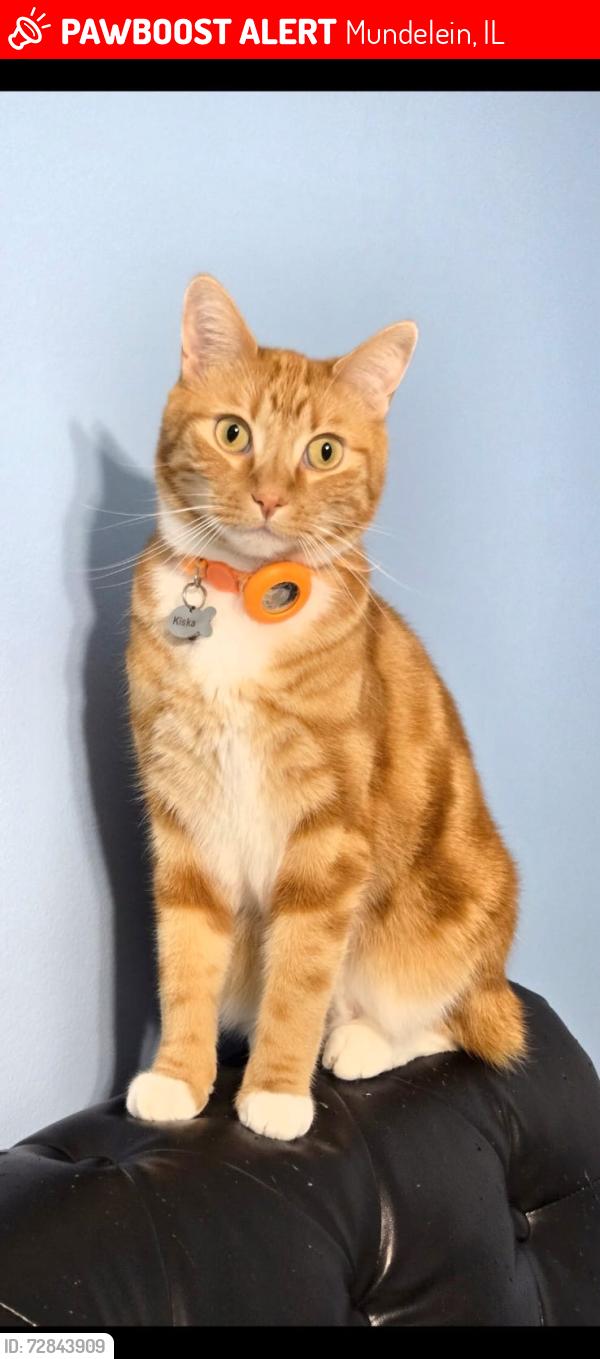Lost Male Cat last seen N Southport Rd/ Regent Dr, Mundelein, IL 60060