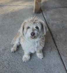Lost Female Dog last seen Saláis St, La Puente, CA 91744