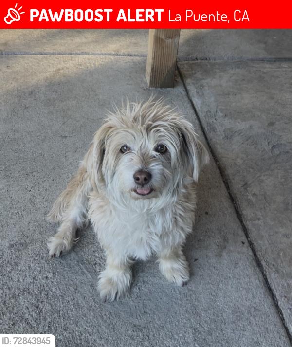 Lost Female Dog last seen Saláis St, La Puente, CA 91744