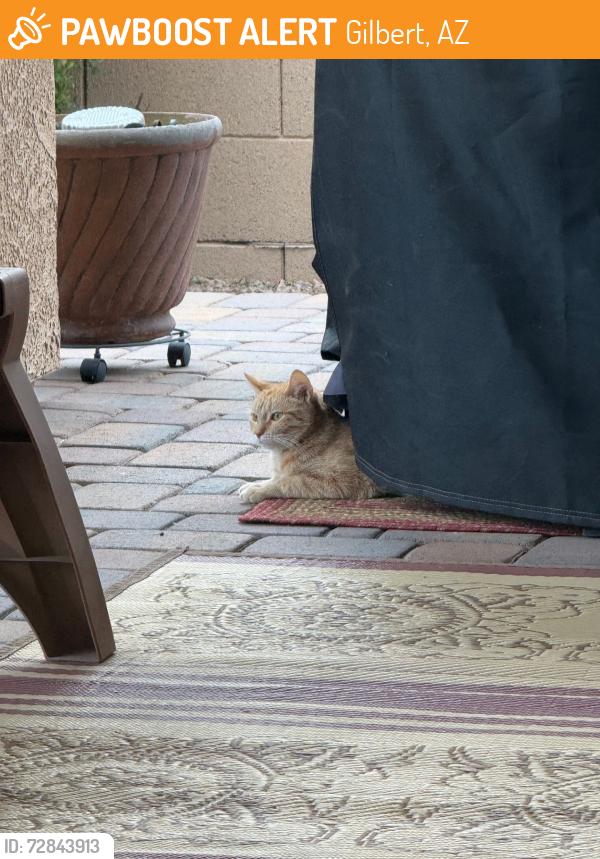 Found/Stray Unknown Cat last seen South of Germann between Lindsay and Val Vista, Gilbert, AZ 85297