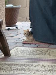 Found/Stray Unknown Cat last seen South of Germann between Lindsay and Val Vista, Gilbert, AZ 85297