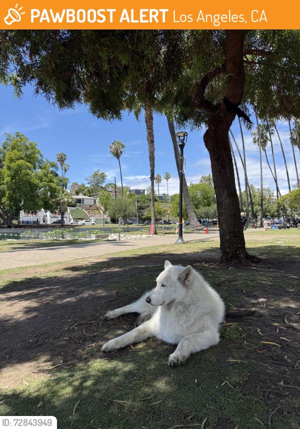 Found/Stray Unknown Dog last seen Lady of the lake statue, Los Angeles, CA 90026