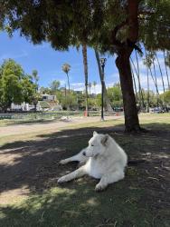 Found/Stray Unknown Dog last seen Lady of the lake statue, Los Angeles, CA 90026