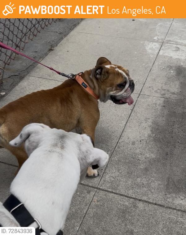 Found/Stray Female Dog last seen Henco, Los Angeles, CA 91352