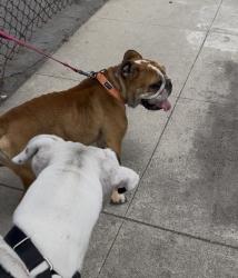 Found/Stray Female Dog last seen Henco, Los Angeles, CA 91352