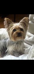 Lost Female Dog last seen 140th and Truro, Hawthorne, CA 90250