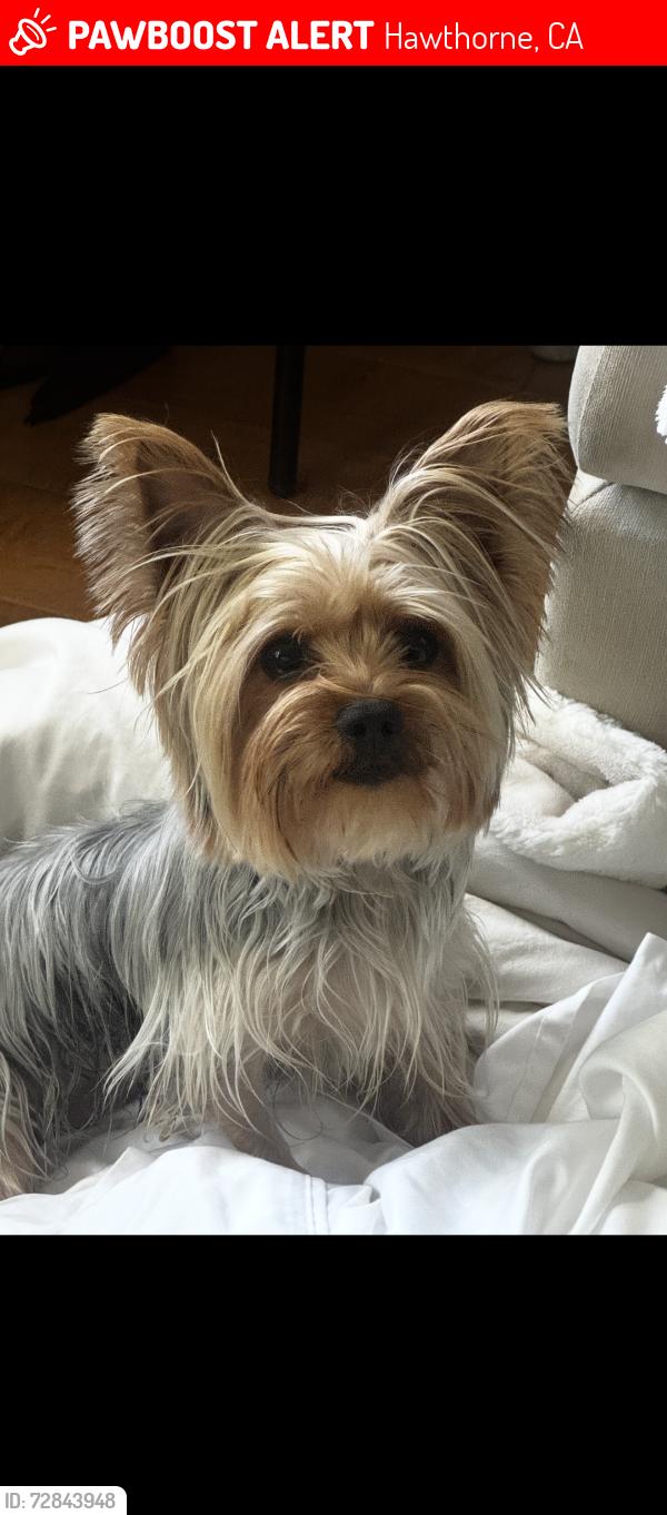 Lost Female Dog last seen 140th and Truro, Hawthorne, CA 90250