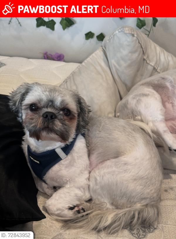 Lost Male Dog last seen columbia md, Columbia, MD 21045