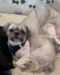 Lost Male Dog last seen columbia md, Columbia, MD 21045