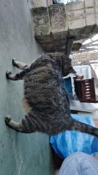 Lost Female Cat last seen 28th street, Haltom Park , Fort Worth, TX 76117
