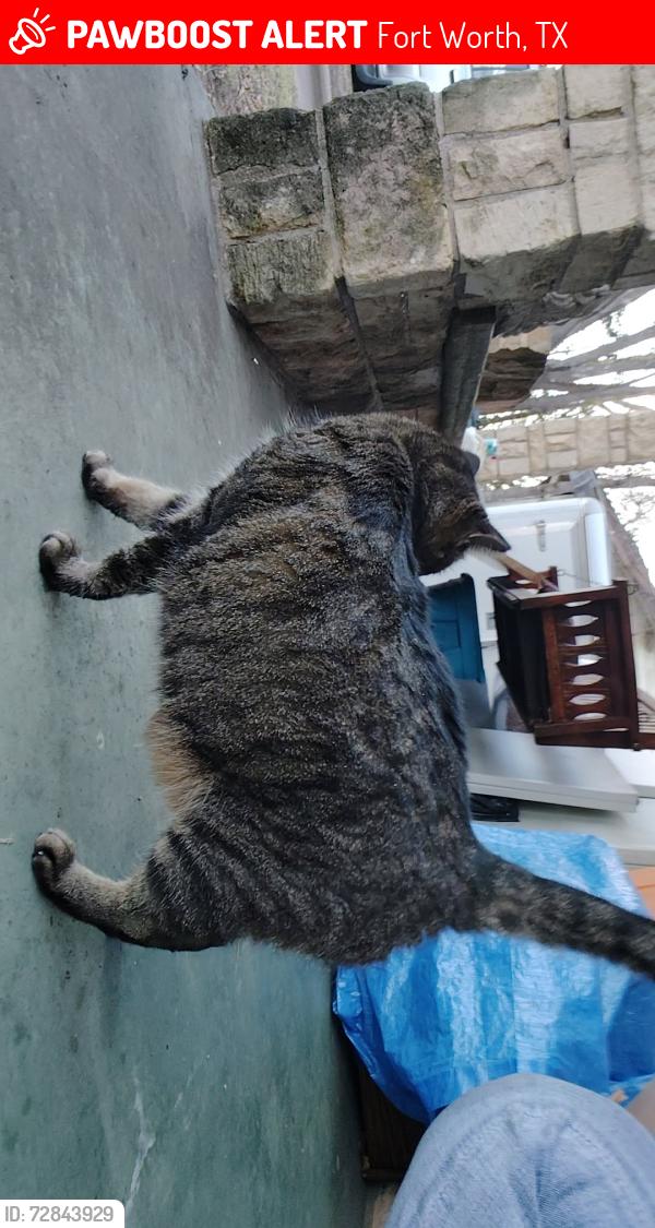 Lost Female Cat last seen 28th street, Haltom Park, Fort Worth, TX 76117