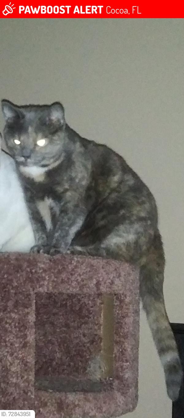 Lost Female Cat last seen Gayle Drive, Cocoa, FL 32927