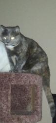 Lost Female Cat last seen Gayle Drive, Cocoa, FL 32927