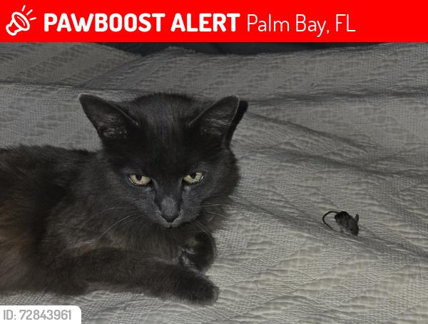 Lost Female Cat last seen Dorchester, Palm Bay, FL 32907