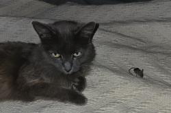Lost Female Cat last seen Dorchester, Palm Bay, FL 32907
