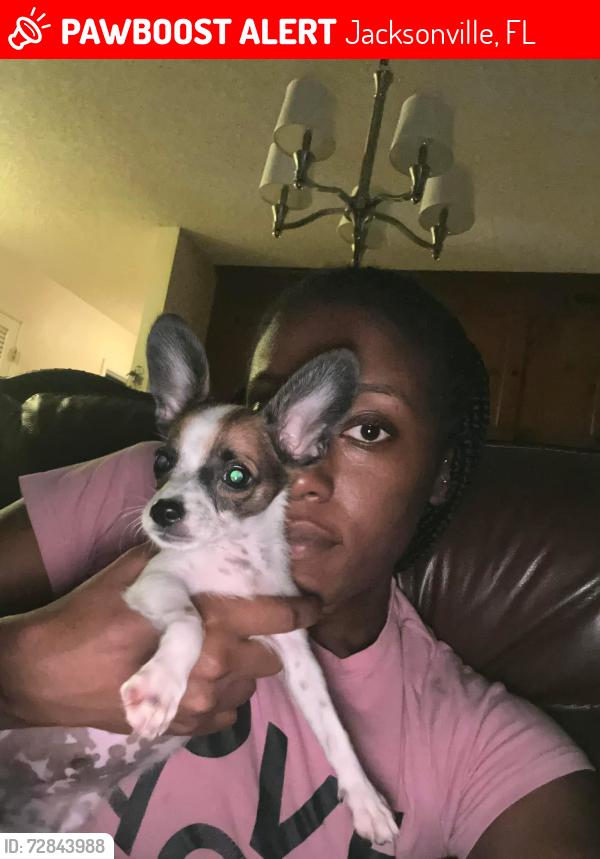 Lost Male Dog last seen 103rd , Jacksonville, FL 32210