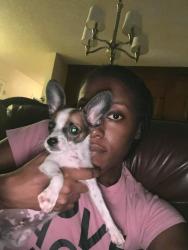 Lost Male Dog last seen 103rd , Jacksonville, FL 32210