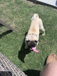 Found/Stray Female Dog last seen NW 63rd & McArthur , Warr Acres, OK 73132