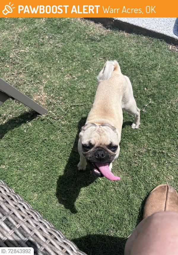 Found/Stray Female Dog last seen NW 63rd & McArthur , Warr Acres, OK 73132