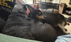 Lost Male Dog last seen Avenue Road, Perrysburg, OH 43551