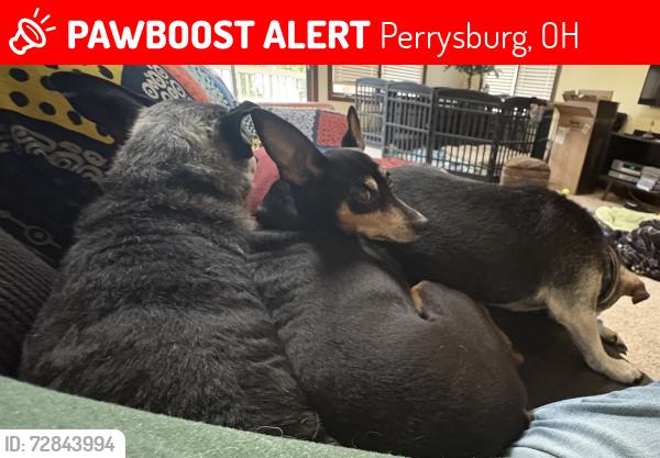 Lost Male Dog last seen Avenue Road, Perrysburg, OH 43551