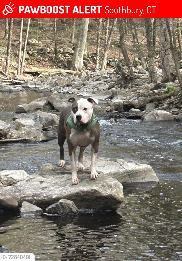 Lost Female Dog last seen Quaker farms road , Southbury, CT 06488