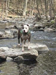 Lost Female Dog last seen Quaker farms road , Southbury, CT 06488