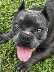 Lost Female Dog last seen Pasadena blvd , Pasadena, TX 77502