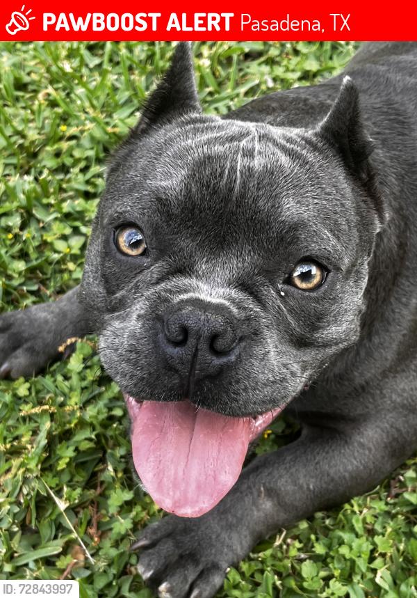 Lost Female Dog last seen Pasadena blvd , Pasadena, TX 77502