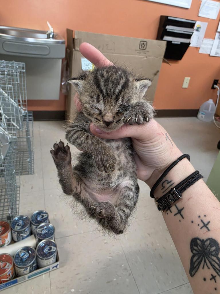 Shelter Stray Female Cat last seen Out of Town, Burnsville, NC 28714