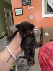 Shelter Stray Female Cat last seen Out of Town, Burnsville, NC 28714