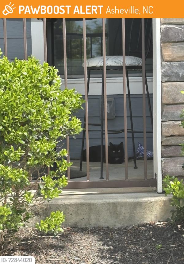 Found/Stray Unknown Cat last seen Sweeten creek, Asheville, NC 28803